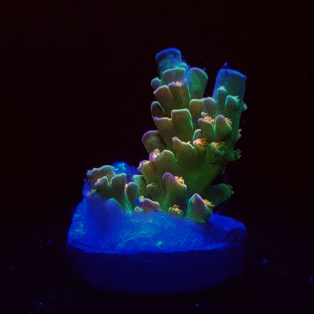 Sexy Corals Orange Passion