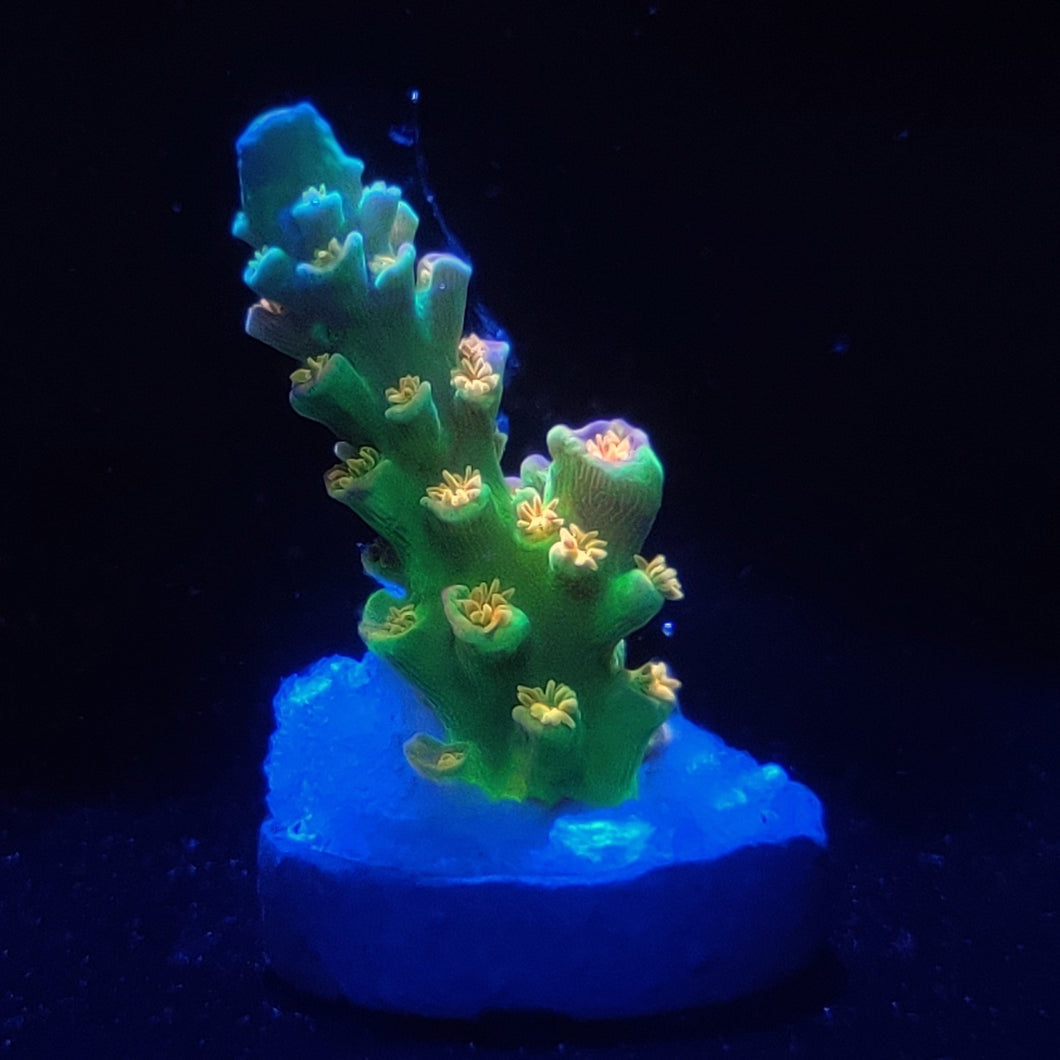 Sexy Corals Orange Passion #2